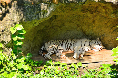 泰国曼谷考丁公园杜斯特动物园的白虎