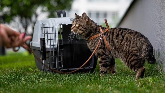 安全条纹摄影照片_主人在户外绿草地上用皮带牵着一只灰色条纹的猫。