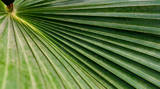 质感绿色树叶摄影照片_光影的发挥，绿色棕榈叶附近直线的质感