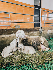 羊妈妈和小羊羔躺在农场的干草上