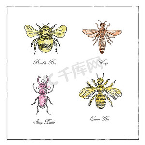 大黄蜂、黄蜂、雄鹿甲虫和蜂王复古系列
