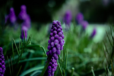 一片深绿色草丛中的紫色小花