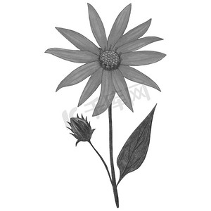 手绘向日葵花卉摄影照片_手绘黑白 Topinambur，叶子在白色背景下被隔离。