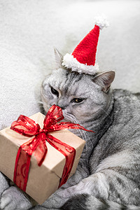 圣诞猫摄影照片_戴着红色圣诞帽的圣诞猫带着礼物坐在白色背景上。