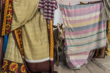 牛类摄影照片_印度霍斯佩特的牛在织物和毯子之间。