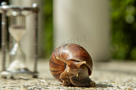 带深色壳的深色 achatina 蜗牛在石地板上爬行