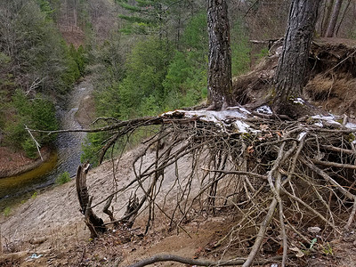 河流上方陡峭峡谷的严重侵蚀揭示了土壤中松树的裸根系统