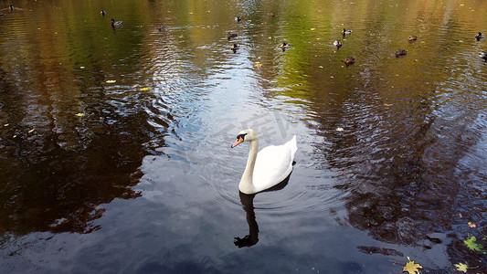 秋日看白天鹅鸟和落叶湖上漂浮的鸭子