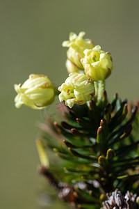 特写黄色花朵西伯利亚杜松 Juniperus sibirica Burgsd
