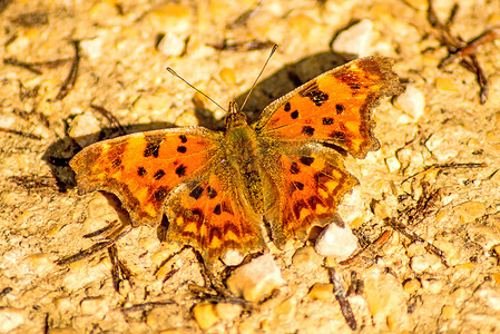 Polygonia c-album，德国植物群的蝴蝶