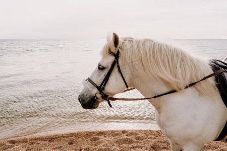 大海背景下的白马头像