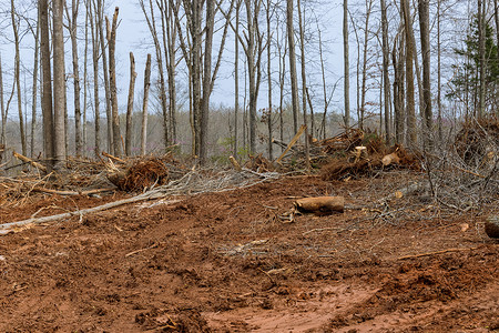 森林砍伐在森林被去除以后挖树桩和树根