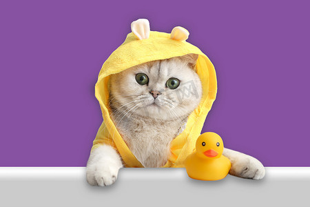 穿着黄色外套的滑稽白猫，用一只黄色橡皮鸭从壳里往外看