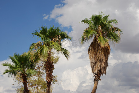 反对蓝天和蓬松云彩的棕榈树