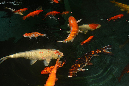 花式鲤鱼，锦鲤鱼，池塘里的锦鲤