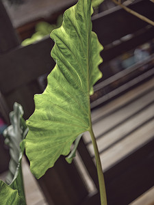 自然背景，芋头柠檬石灰是美丽的叶子植物