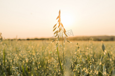 在阳光明媚的日子里，在田间生长的小麦绿色燕麦耳朵上特写。