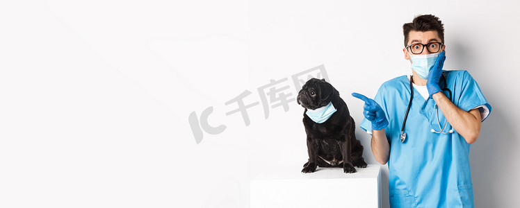黑促销摄影照片_戴面罩的可爱黑哈巴狗向左看着促销横幅，而兽医诊所的医生指指点点，站在白色背景上