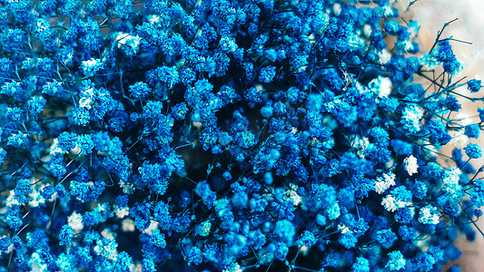 青色花朵摄影照片_一束蓝色花朵的特写