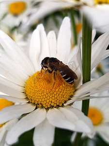 种菊花摄影照片_洋甘菊花上的地球蜜蜂