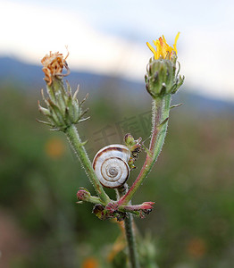两朵花之间的蜗牛壳