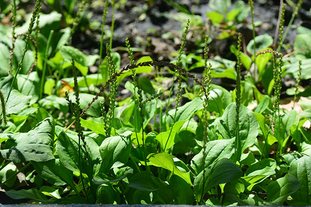 普通车前草、大车前草、Waybread 或 Plantago major L.