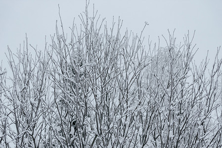 冬季，拉普拉森林覆盖着大雪