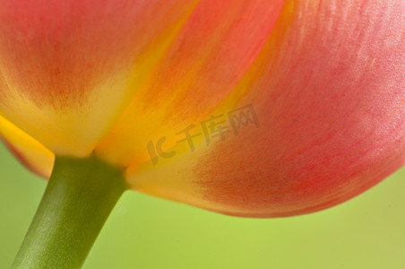 一朵五颜六色的郁金香花的特写镜头在春天