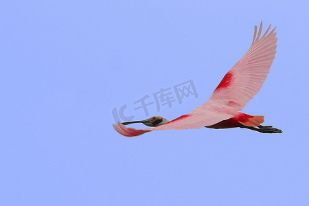 大鸟和小鸟摄影照片_粉红琵鹭