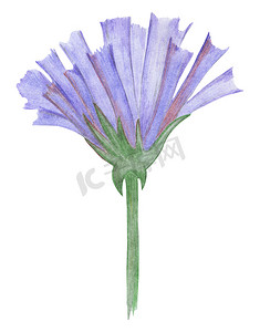 蓝色手手绘摄影照片_在白色背景隔绝的手拉的蓝色花。