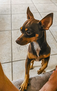 俏皮可爱摄影照片_俄罗斯玩具梗狗肖像看起来俏皮可爱的墨西哥。