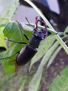 雄鹿甲虫摄影照片_野外叶子上的雄鹿甲虫