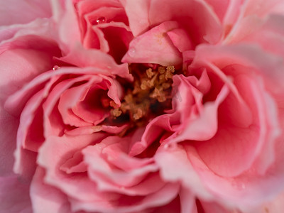 作为自然背景的精美公主 Meiko 玫瑰花粉和花瓣