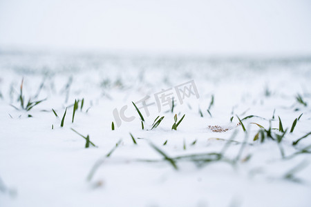 农场冬天摄影照片_麦田在冬季被雪覆盖。
