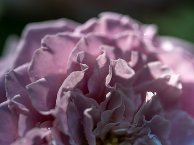 公主粉摄影照片_特写细腻的 Kaori 公主玫瑰花瓣