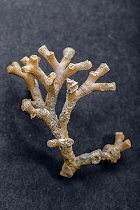 外骨骼摄影照片_深色背景中孤立的大珊瑚