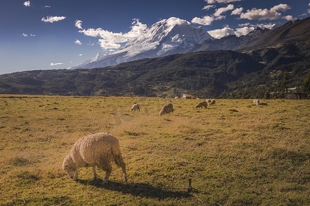 莫兰迪几何色块摄影照片_白雪皑皑的安第斯山脉日出时分，羊群和瓦斯卡兰在科迪勒拉布兰卡