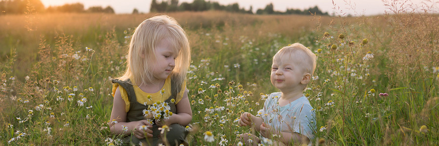 一个小男孩和一个女孩正在洋甘菊花田里采花。
