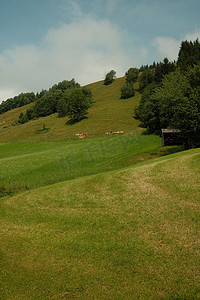 绿色田野与放牧牛的垂直拍摄。 