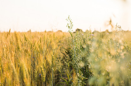 绿色的燕麦耳朵和黄色的小麦在阳光明媚的日子里生长在田野里。