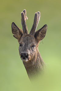 漂亮的鹿摄影照片_一张夏天漂亮的獐子的肖像