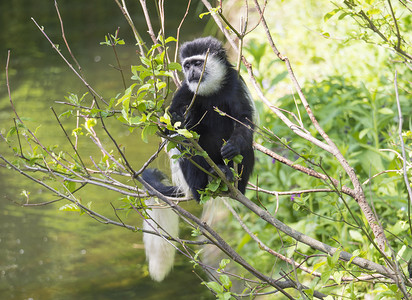 爬树猴子摄影照片_年幼的 Mantled guereza 猴子也叫 Colobus guereza 吃树叶，在水面上爬树枝，自然阳光，复制空间