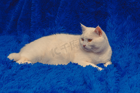 黄色大床摄影照片_坐在蓝色上的黄色眼睛的大白猫