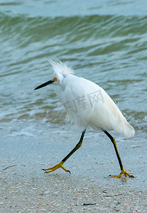 这只鸟在浅水区捕食，一只大白鹭 (Ardea alba)，佛罗里达州