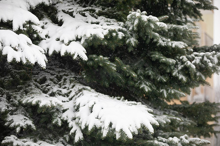 雪花落在一棵绿色针叶树的背景上