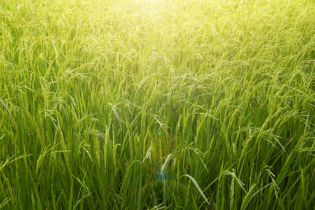 特写泰国农村的水稻种植园。