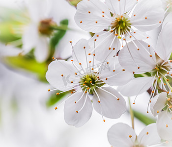 白色梅花摄影照片_春天花园里美丽的白梅花