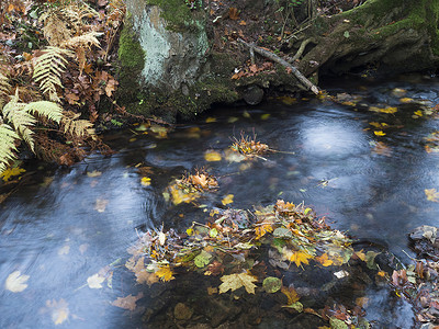 捷克共和国 luzicke hory lusitian 山秋季长时间曝光的魔法森林溪流，有石头、苔藓、蕨类植物和五颜六色的落叶和树木