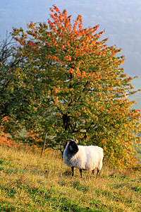 秋天风景中一棵树前的羊