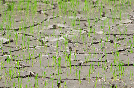 干旱稻田摄影照片_破裂、干涸的稻田中的稻苗